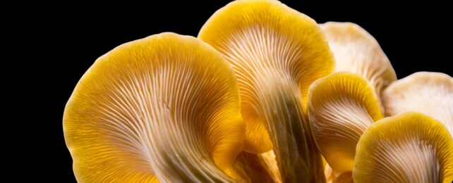 Cuisine Fad Unleashes Invasive Threat Into The US Wilderness