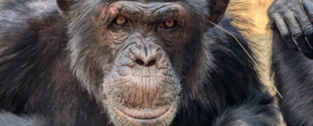 Chimp with grass in ear