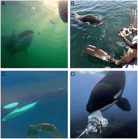 Images from four instances when orcas offer food to humans