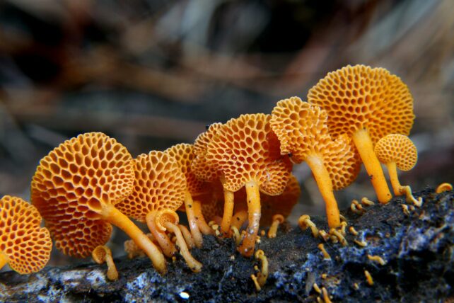 Bright orange mushrooms with pockmarked bottom cup surface