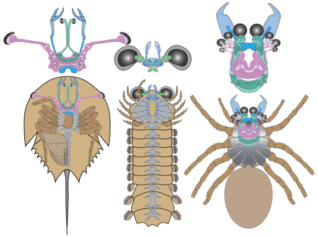 Brain Regions Arthropods