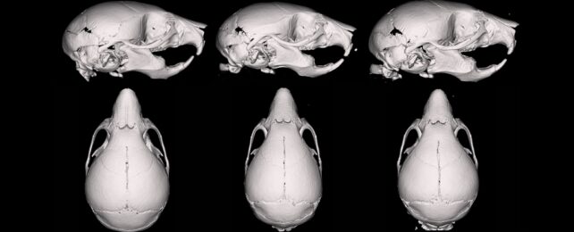 Mouse Skulls
