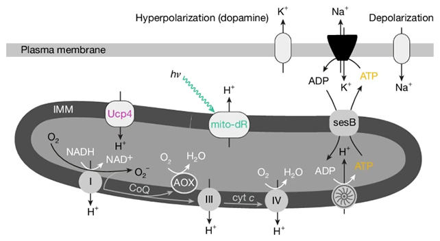 Mitochondria in cells