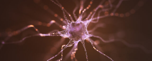 Neuron imagery