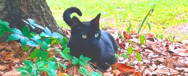 Adorable Cat Helps Scientists Discover New Virus (For Second Time)