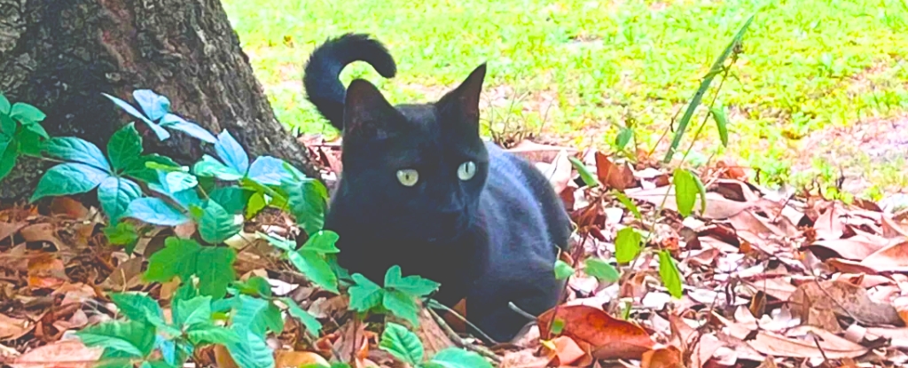 Adorable Cat Helps Scientists Discover New Virus (For Second Time) : ScienceAlert