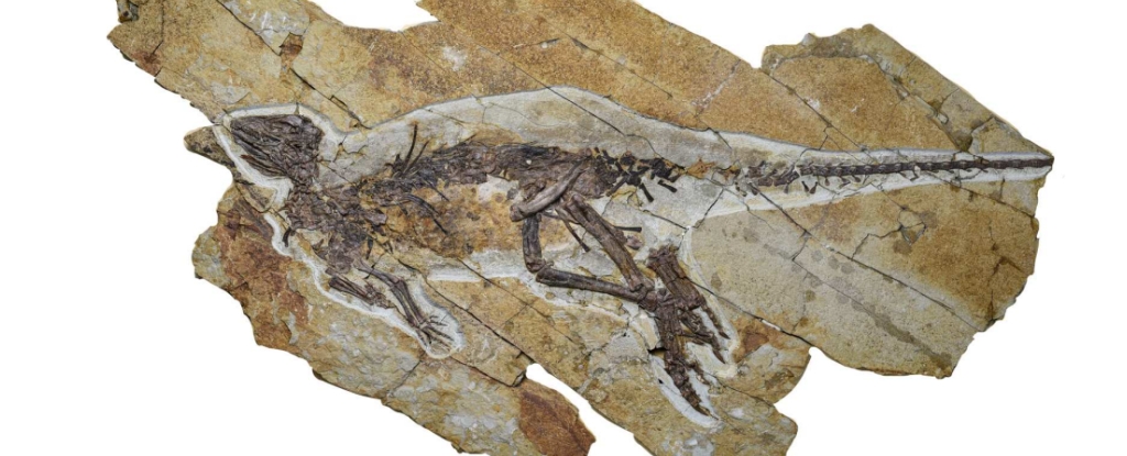 Ancient Voice Box Finally Reveals How Dinosaurs May Have Sounded : ScienceAlert