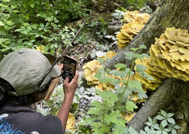 Scientist photographs invasive mushroom on phone