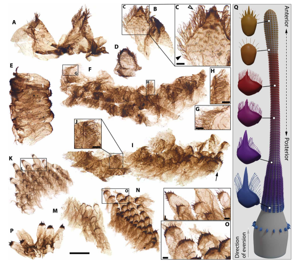 Stunning Grand Canyon Fossils Reveal Evolution's Experimental Phase