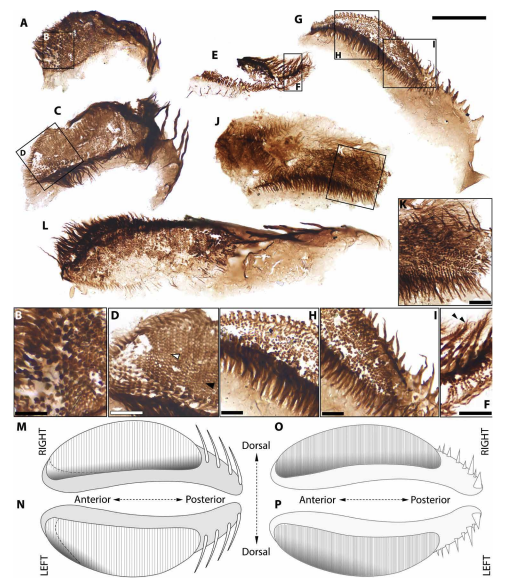 Stunning Grand Canyon Fossils Reveal Evolution's Experimental Phase