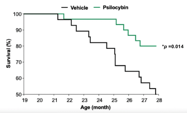 Psilocybin Extends Lifetime of Human Cells via 50% in Wild New Learn about