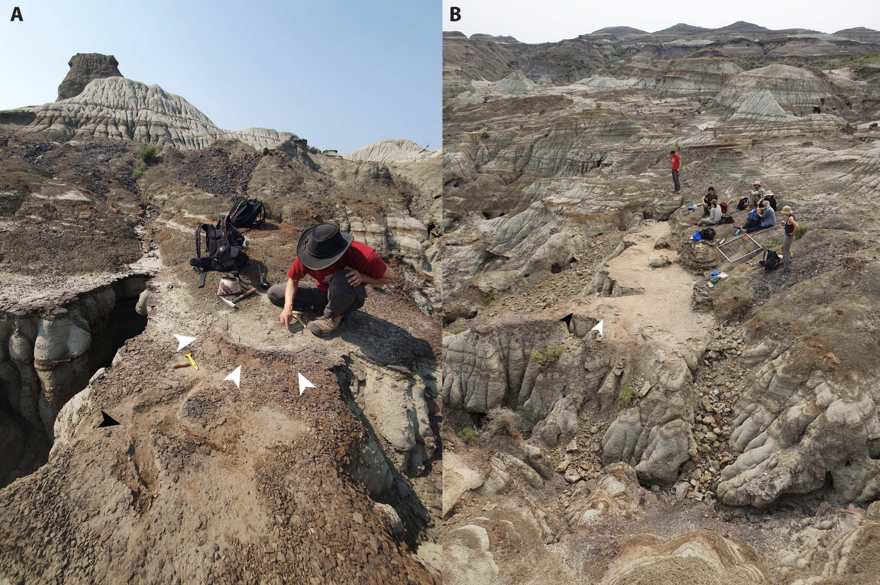 Surprising Dinosaur Tracks Seem to Display One thing By no means Observed Ahead of