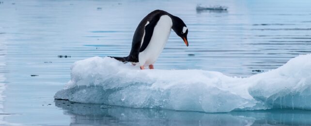 gentoo penguin on ice