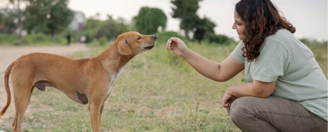 Parkinson's Disease Has a Smell That Some Dogs Can Detect
