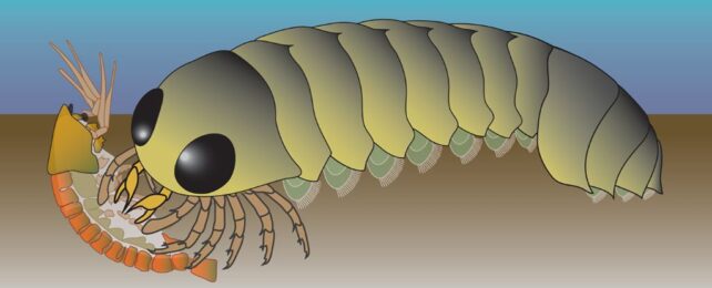 500-Million-Year-Old Fossil Suggests Ocean Origin For Spiders