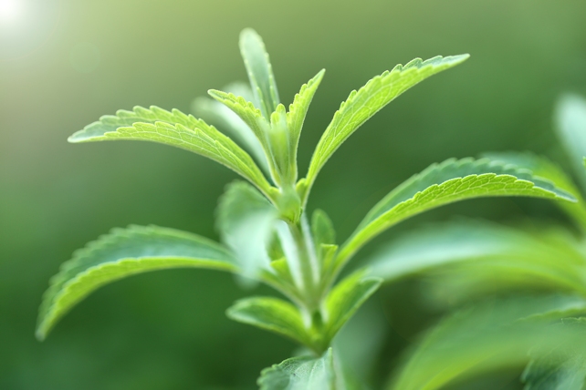 This Herbal, 0-Calorie Sweetener May just Be a Secret Weapon Towards Most cancers