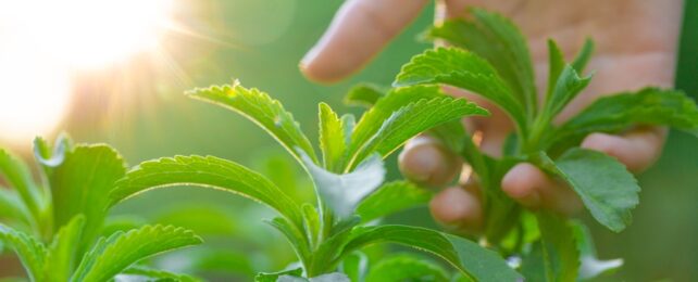 Stevia Plucked By Hand