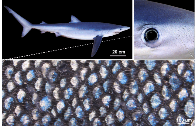 Blue Sharks' Strange Skin Could Let Them Change Colors Like Chameleons