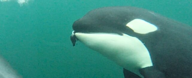 Wild Orcas Filmed Offering Gifts of Food to Humans
