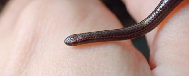 World's Smallest Snake Rediscovered After Vanishing For Decades