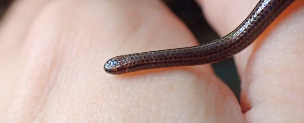 World's Smallest Snake Rediscovered After Vanishing For Decades