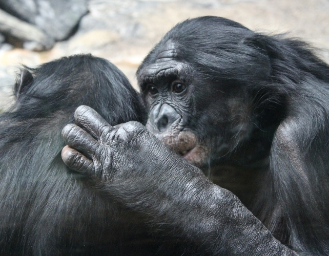 bonobos