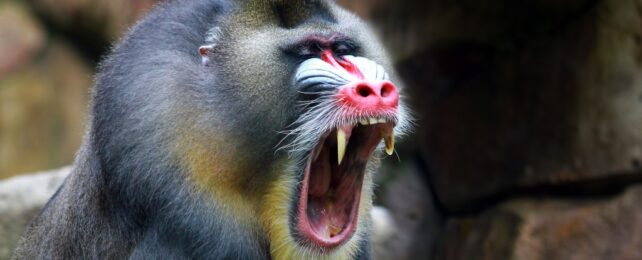 mandrill with open mouth