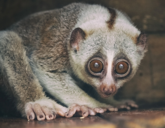 loris