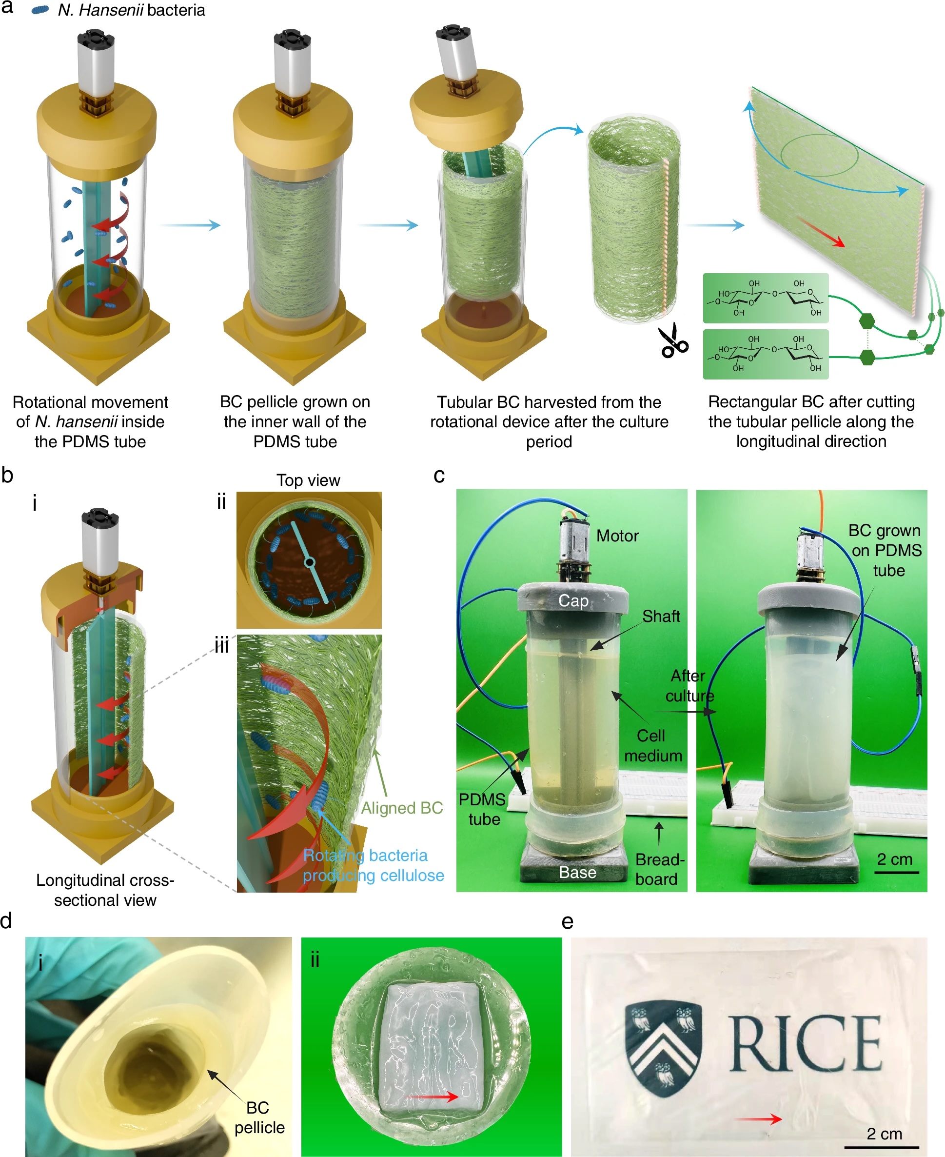 collage showing the column-like device that rotates while incubating the bacterial cellulose, and the resulting hydrogen that is then dried to create a very transparent thin cling-wrap-like film.