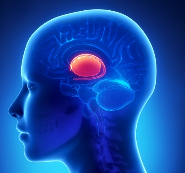 basal ganglia
