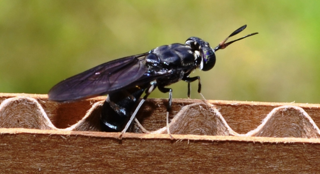 black soldier fly