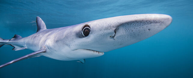 Blue Sharks May Be Secret Chameleons, Scientists Discover
