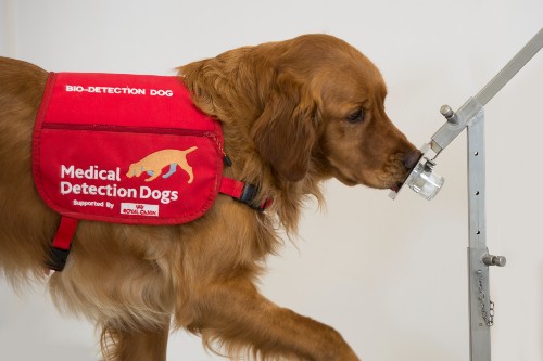 Dog Smelling Parkinson's