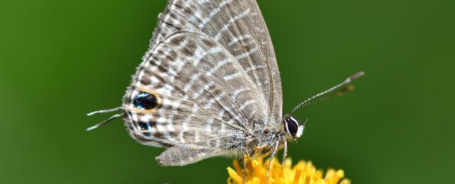 macro photo of a mottled grey butterfly with false head traits on its hind wing