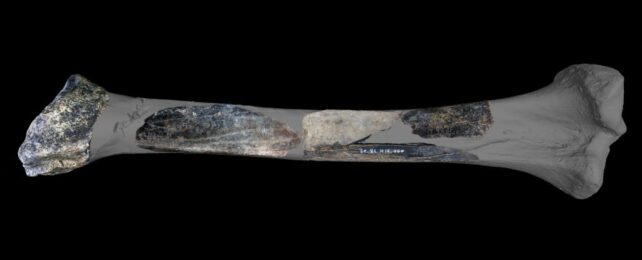 Neanderthal 'Swiss Army Knife' Discovered in Belgian Cave