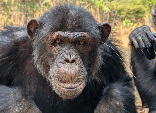 Chimpfluencers Are Sticking Grass in Their Ears And Butts in Latest Cultural Trend