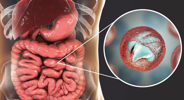 cryptosporidium