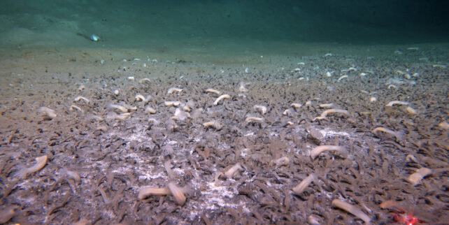 Deepest-Known Undersea Life Revealed in New Video From Chinese Sub