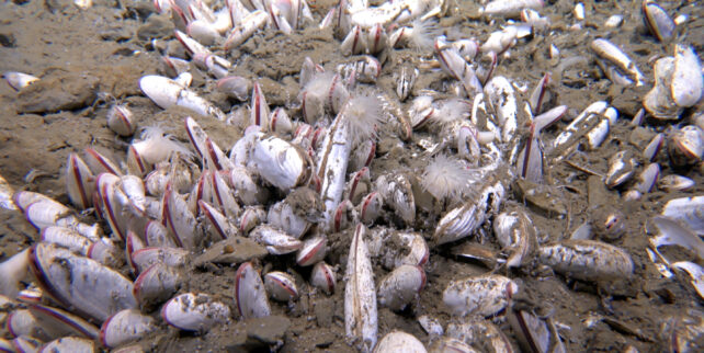 Deepest-Known Undersea Life Revealed in New Video From Chinese Sub