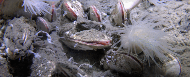 Stunning New Video Reveals Deepest-Known Undersea Life Forms