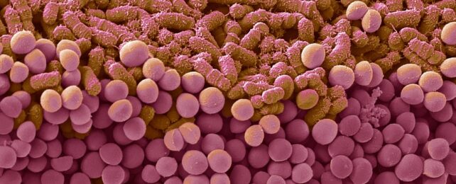 fecal bacteria