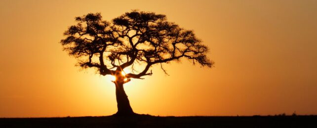 silhouette of a fig tree growing from otherwise flat ground, with a warm yellow and orange sunrise behind.