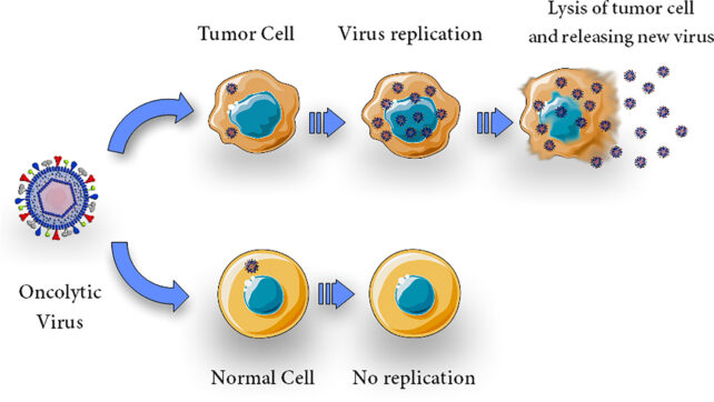 Engineered Herpes Virus
