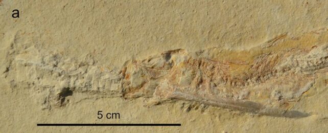 Numerous Fossils Reveal Jurassic Fish Killed in Same, Bizarre Way