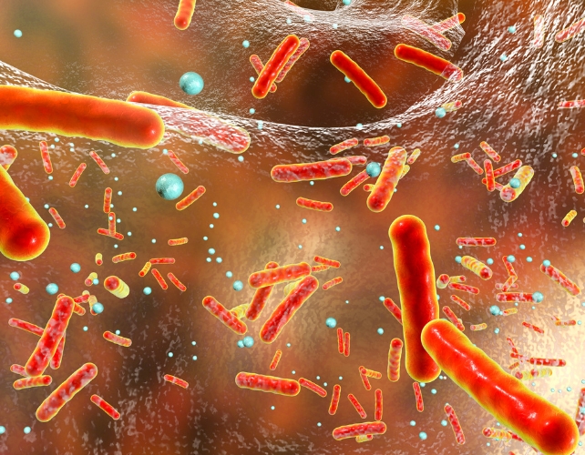 gut microbes