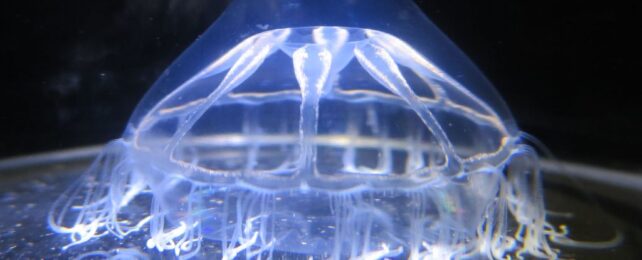 Scientists Found a Mysterious Barrier in The Ocean That Jellyfish Won't Cross