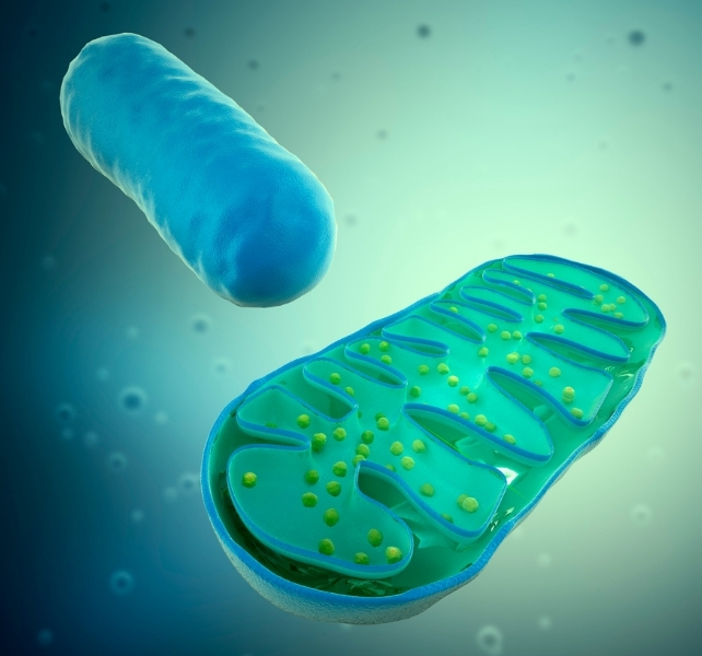 mitochondria graphic