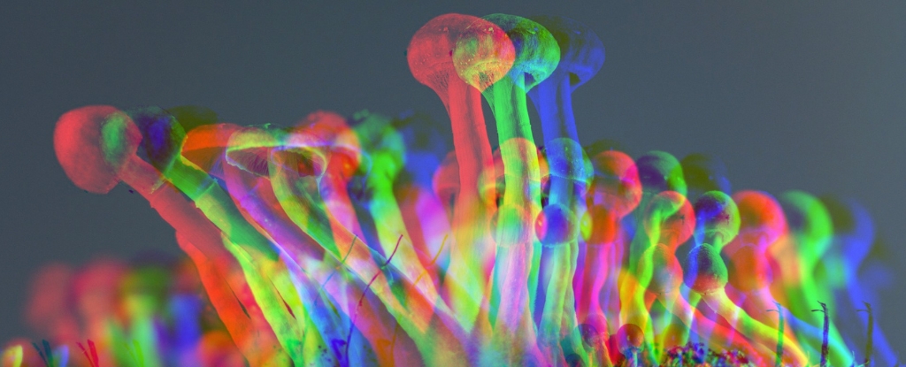 Psilocybin Extends Life of Human Cells by 50% in Wild New Study : ScienceAlert