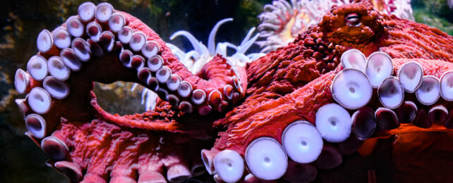 red octopus