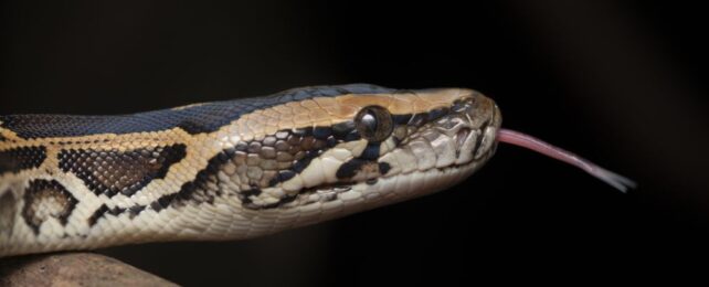 New Cell Discovered in Pythons Allows Them to Completely Digest Bones
